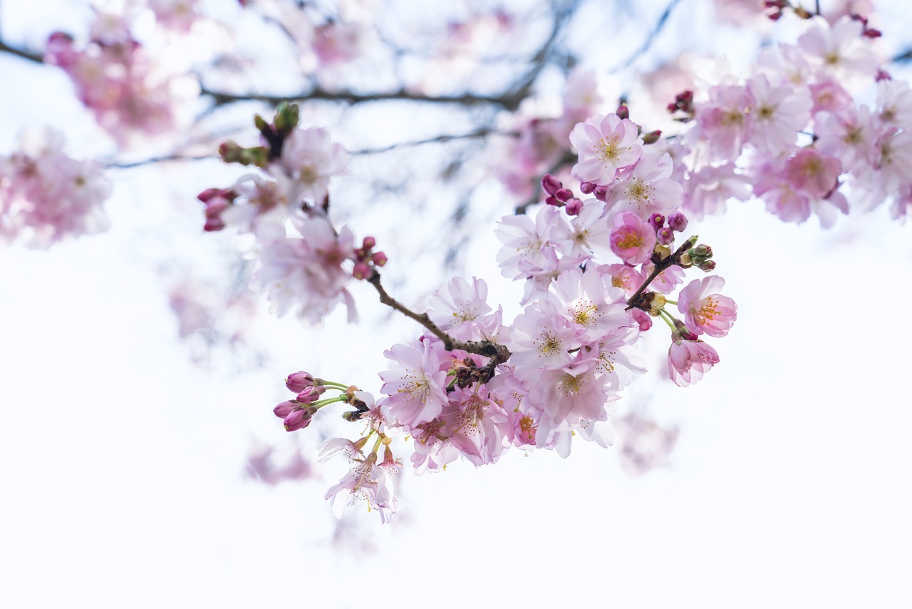 cherry-blossom-7863226_1280